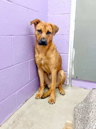 Bubba