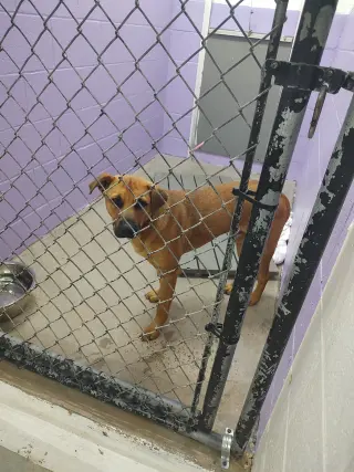 Bubba