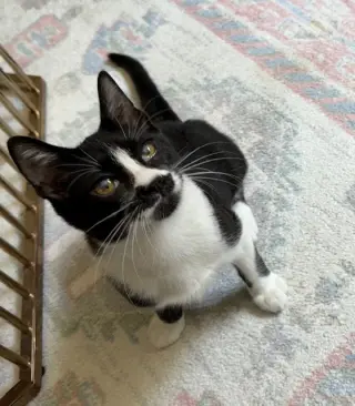 Pepper
