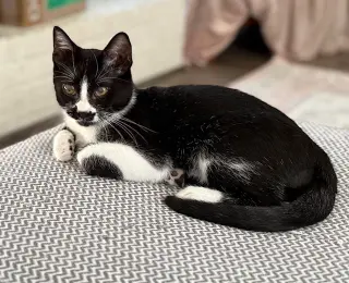 Pepper