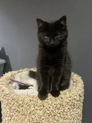 Arwen