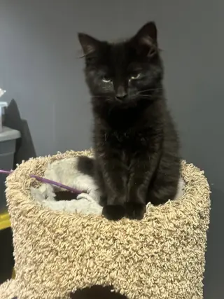 Arwen