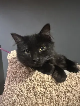 Arwen