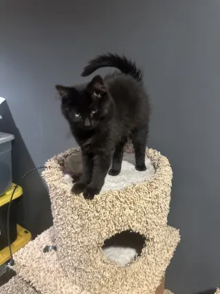 Arwen