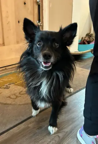 Snoopy *Adopt or Foster*
