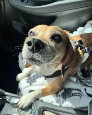 Murphy-ADOPTED