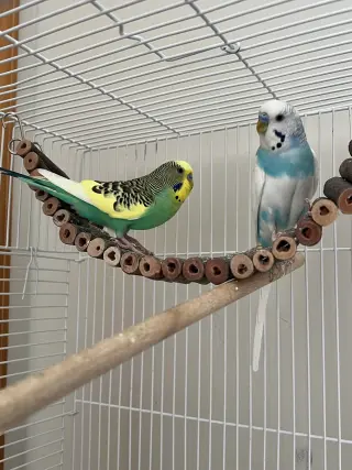 Jack Frost & Cado