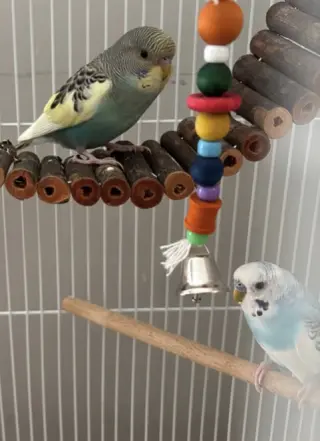 Jack Frost & Cado