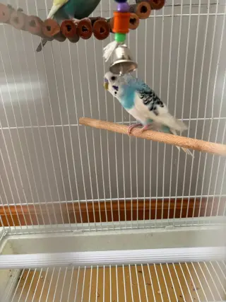 Jack Frost & Cado