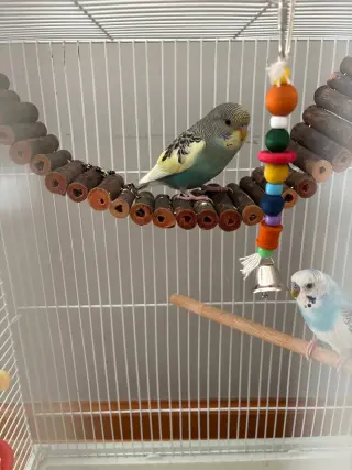 Jack Frost & Cado