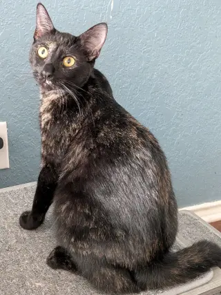 Georgie