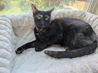 Georgie