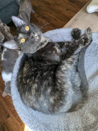 Georgie