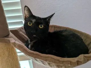 Georgie