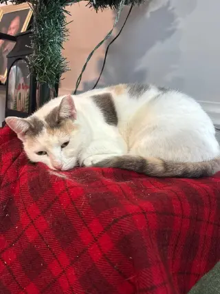 Missy