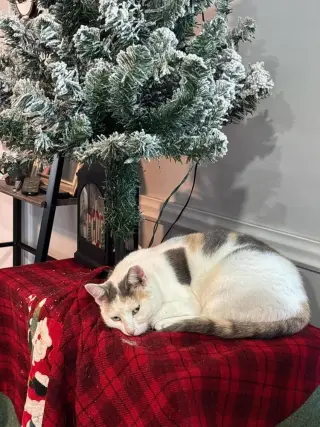 Missy