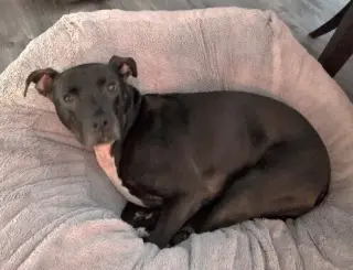 Bobby