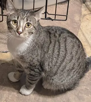 Calliope
