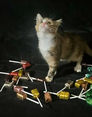 Lollipop (& Tiger Lily)