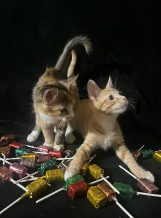 Lollipop (& Tiger Lily)