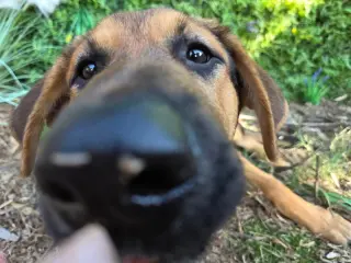 Dexter
