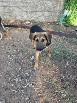Dexter