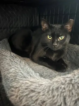 Hailey "courtesy post"