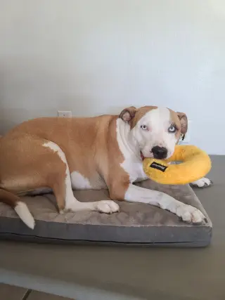LOKI #11