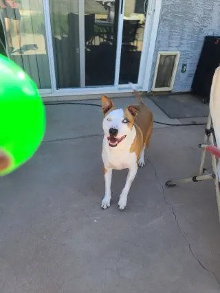 LOKI #11