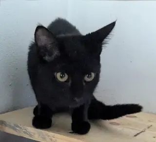 Chiquita