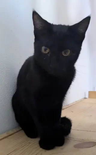 Chiquita