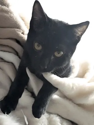 Chiquita