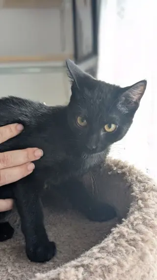 Chiquita