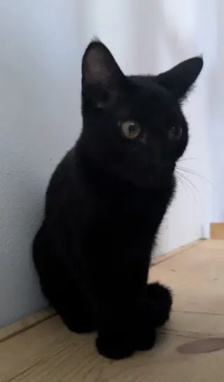 Chiquita
