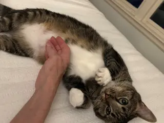 MARNIE - $150/Mo. FOSTER!! Perm Even Better!!