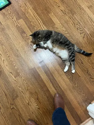 MARNIE - $150/Mo. FOSTER!! Perm Even Better!!