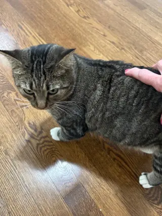 MARNIE - $150/Mo. FOSTER!! Perm Even Better!!