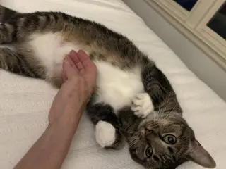 MARNIE - $150/Mo. FOSTER!! Perm Even Better!!