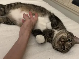 MARNIE - $150/Mo. FOSTER!! Perm Even Better!!