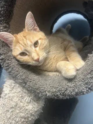 Winston