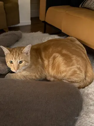 Winston