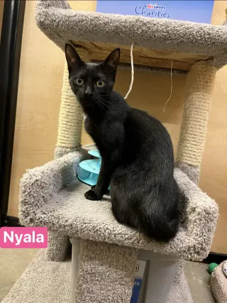 Nyala