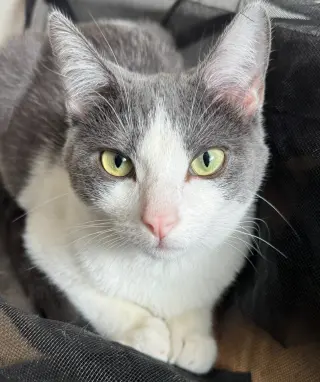 Alba