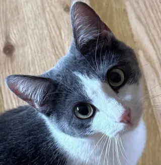Alba