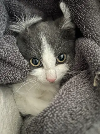 Alba