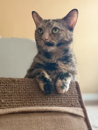 Mimi