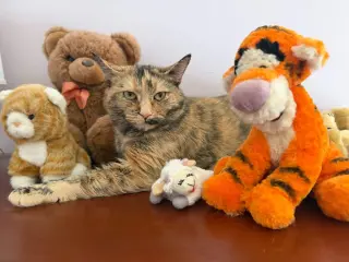 Mimi