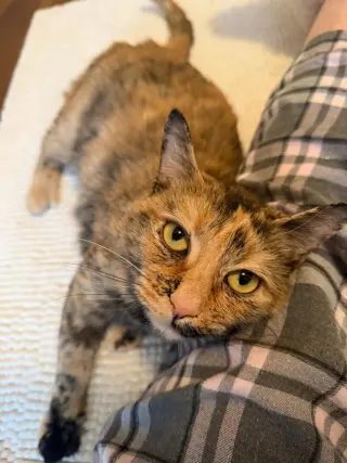 Mimi