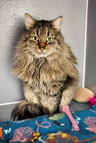 Maggie