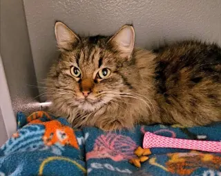 Maggie